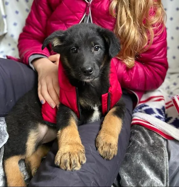 Oddam psa, Warszawa, Ulrychów, 6 stycznia 2024 (1/4)