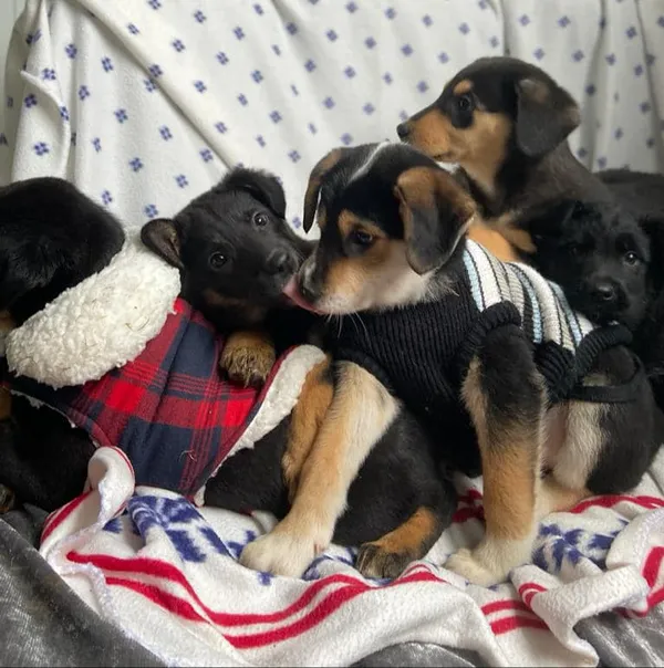 Oddam psa, Warszawa, Ulrychów, 6 stycznia 2024 (2/4)