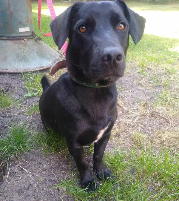 Oddam psa, Stare Wypychy, 6 stycznia 2024 (1/6)