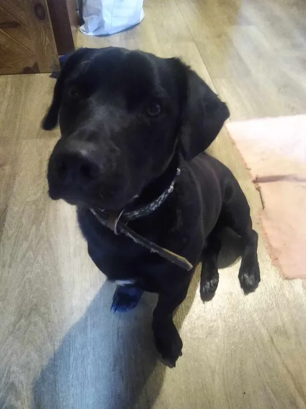 Oddam psa, Stare Wypychy, 6 stycznia 2024 (2/6)