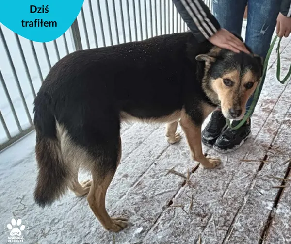 Znaleziono psa, Dąbrówka, 4 stycznia 2024 (2/2)