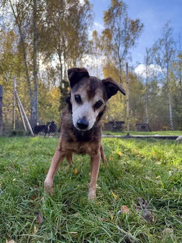 Znaleziono psa, Chojnice, 2 stycznia 2024 (1/2)