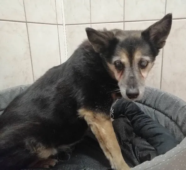 Znaleziono psa, Łódź, 6 stycznia 2024 (2/5)