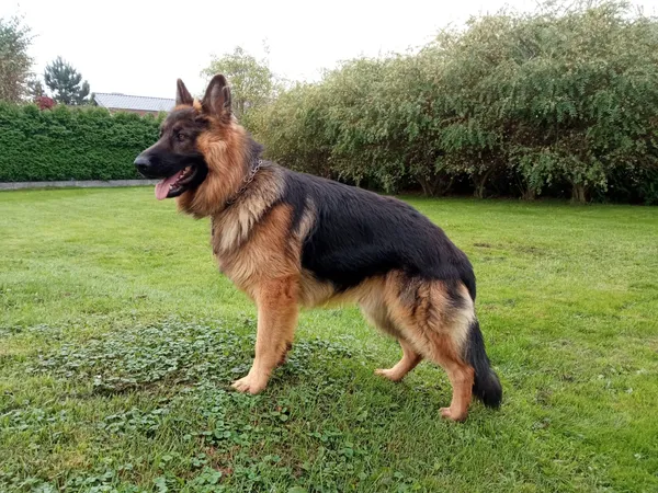 Zaginął pies, Jawiszowice, 6 stycznia 2024 (1/3)