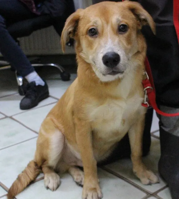 Znaleziono psa, Łódź, 6 stycznia 2024 (3/5)