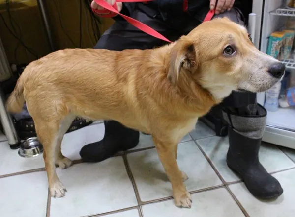 Znaleziono psa, Łódź, 6 stycznia 2024 (5/5)