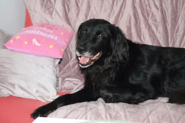 Pies do adopcji, Nowodwór, 6 stycznia 2024 (4/5)