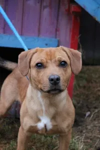 Pies do adopcji, Jelenia Góra, 19 grudnia 2023 (1/4)