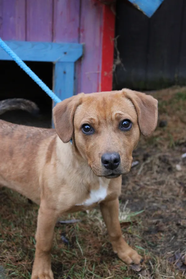 Pies do adopcji, Jelenia Góra, 19 grudnia 2023 (2/4)