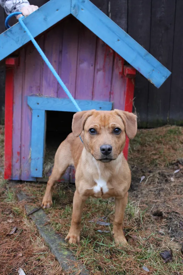 Pies do adopcji, Jelenia Góra, 19 grudnia 2023 (3/4)