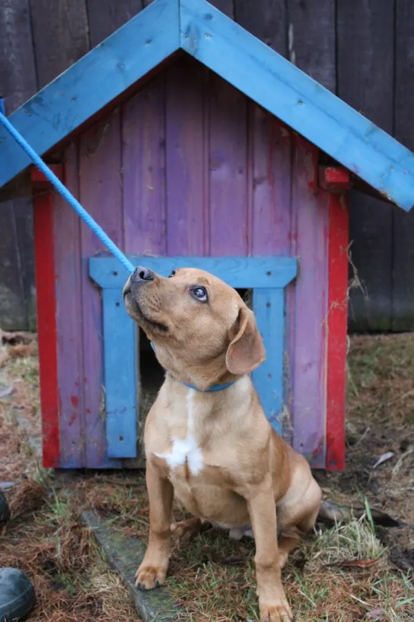 Pies do adopcji, Jelenia Góra, 19 grudnia 2023 (4/4)