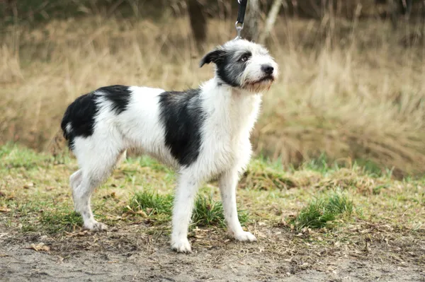 Pies do adopcji, Nowodwór, 6 stycznia 2024 (4/5)