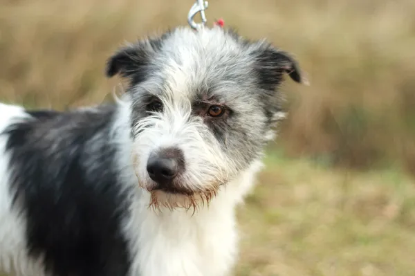 Pies do adopcji, Nowodwór, 6 stycznia 2024 (5/5)