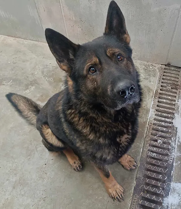 Znaleziono psa, Lublin, 6 stycznia 2024