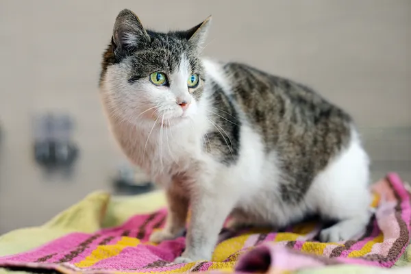 Znaleziono kota, Sosnowiec, 5 stycznia 2024 (1/5)