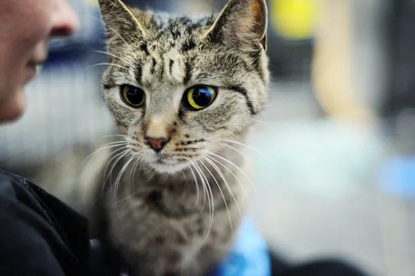 Znaleziono kota, Sosnowiec, 7 stycznia 2024 (4/5)