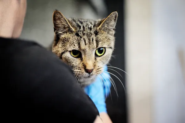 Znaleziono kota, Sosnowiec, 7 stycznia 2024 (5/5)