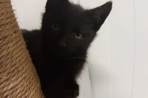 Kot do adopcji, Henrykowo, 7 stycznia 2024 (1/3)