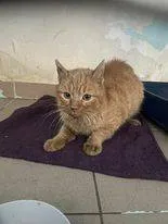 Znaleziono kota, Grudziądz, 7 stycznia 2024