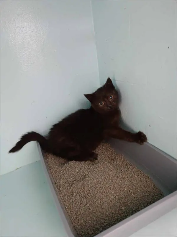 Znaleziono kota, Grudziądz, 7 stycznia 2024