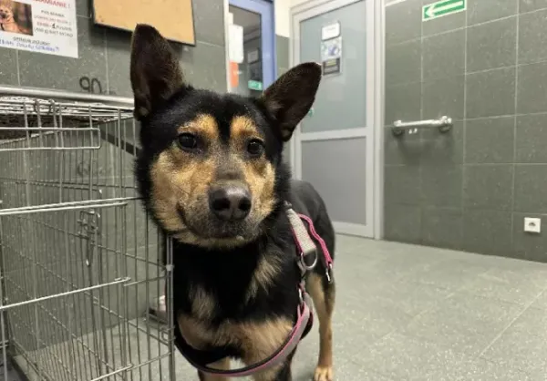 Znaleziono psa, Warszawa, 7 stycznia 2024