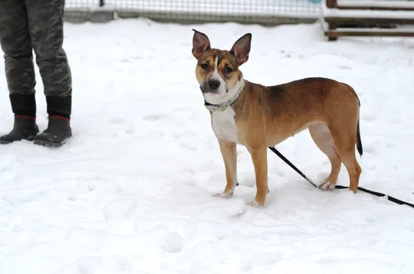 Pies do adopcji, Olsztyn, 20 grudnia 2023 (2/5)