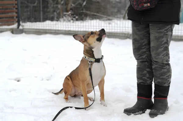 Pies do adopcji, Olsztyn, 20 grudnia 2023 (3/5)