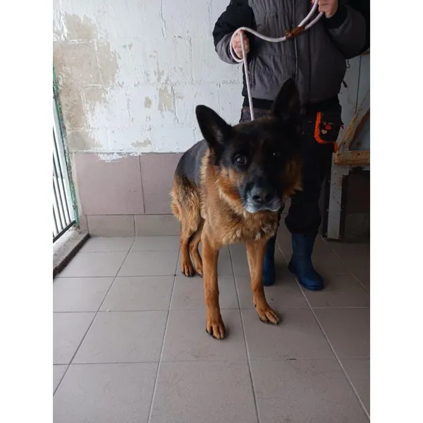 Znaleziono psa, Białystok, 5 stycznia 2024