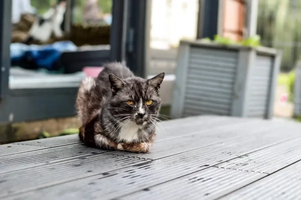 Kot do adopcji, Radom, 14 lipca 2024 (1/2)