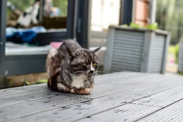 Kot do adopcji, Radom, 14 lipca 2024 (2/2)