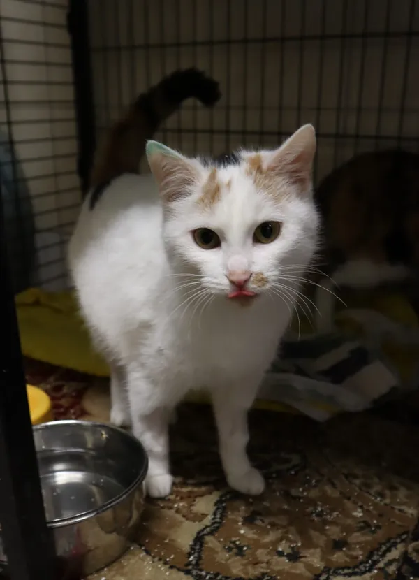 Kot do adopcji, Częstochowa, 24 października 2023 (1/3)