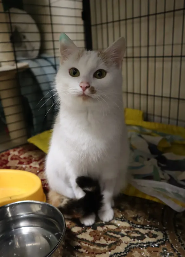 Kot do adopcji, Częstochowa, 24 października 2023 (2/3)