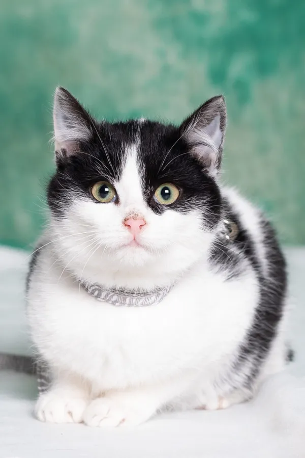 Kot do adopcji, Gdańsk, 8 stycznia 2024