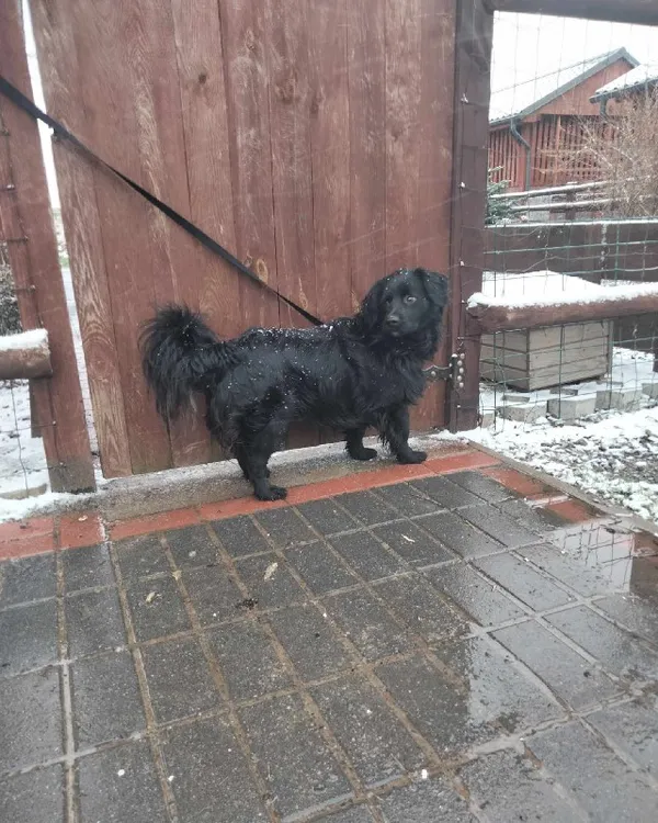 Pies do adopcji, Młodolino, 5 stycznia 2024