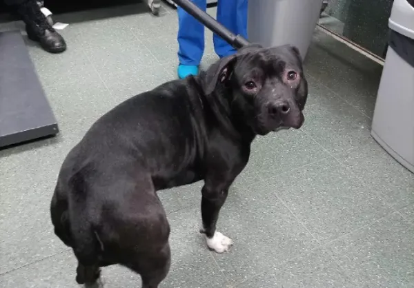 Znaleziono psa, Warszawa, 9 stycznia 2024