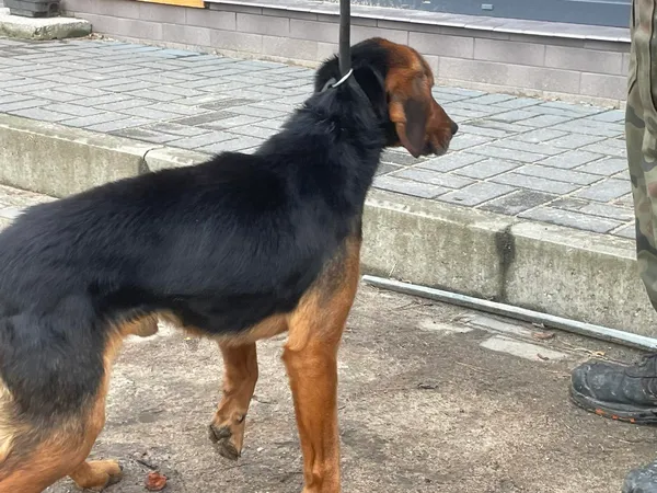 Pies do adopcji, Oborniki, 22 grudnia 2023 (4/5)