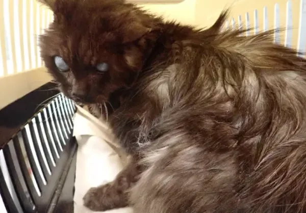 Znaleziono kota, Warszawa, 8 stycznia 2024