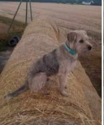 Zaginął pies, Roszki, 9 stycznia 2024 (1/3)