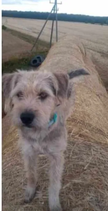 Zaginął pies, Roszki, 9 stycznia 2024 (2/3)