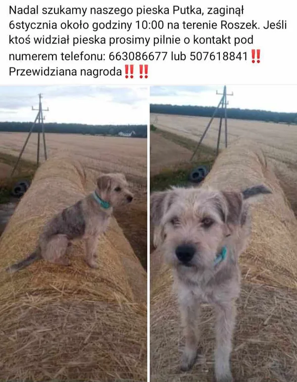 Zaginął pies, Roszki, 9 stycznia 2024 (3/3)
