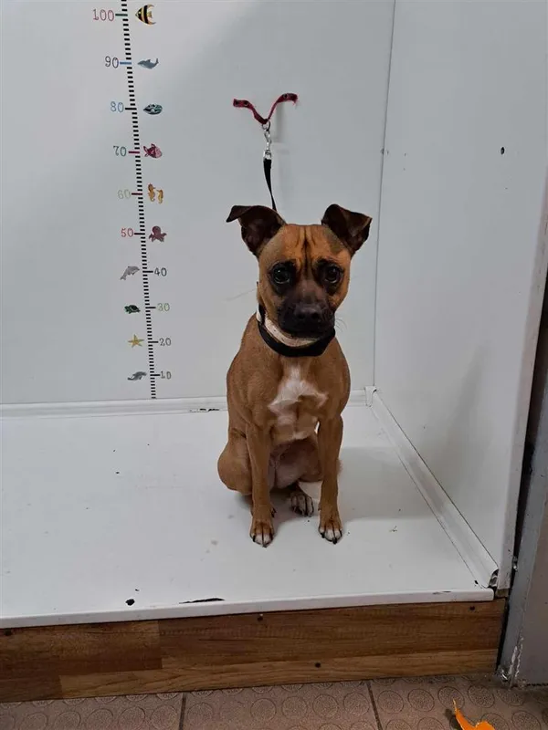 Pies do adopcji, Bytom, 9 stycznia 2024 (2/2)