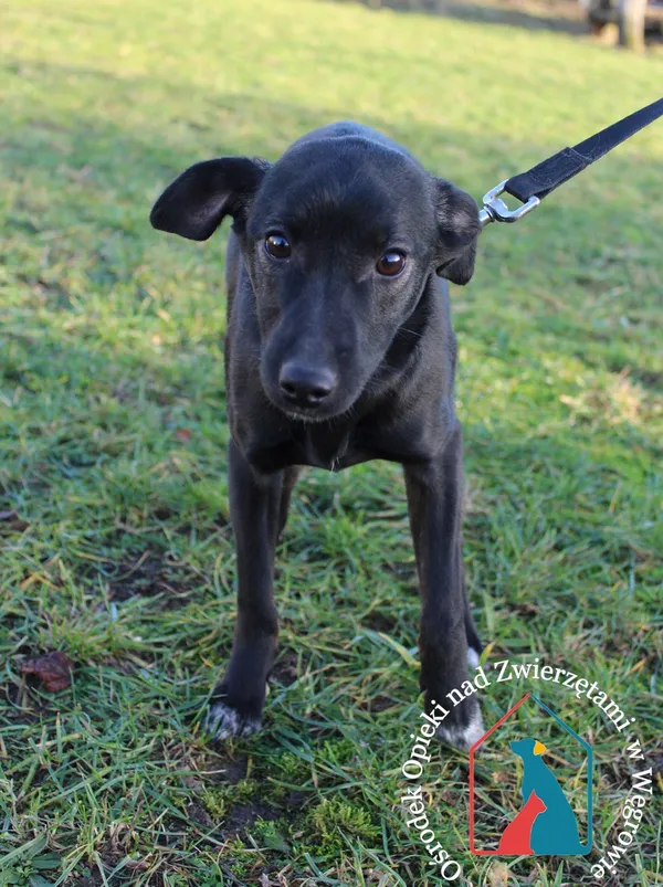 Pies do adopcji, Grudziądz, 24 grudnia 2023