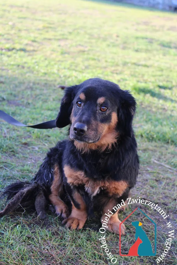 Pies do adopcji, Grudziądz, 23 grudnia 2023