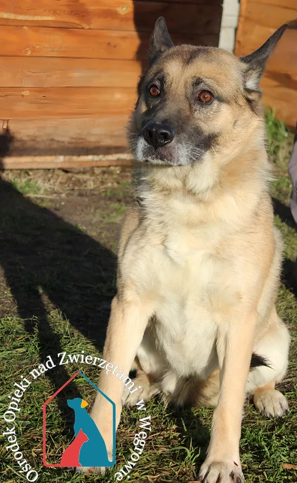 Pies do adopcji, Grudziądz, 22 grudnia 2023
