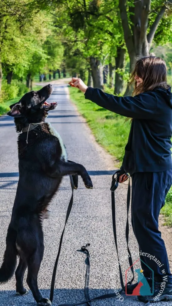 Pies do adopcji, Węgrowo, 20 grudnia 2023 (2/5)
