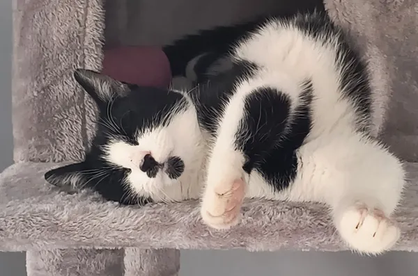 Zaginął kot, Łódź, 9 stycznia 2024