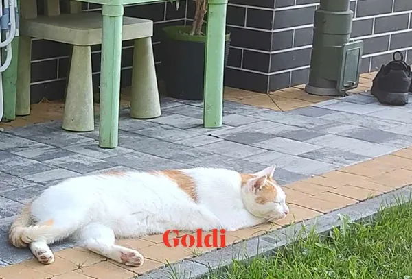 Zaginął kot, Wierzchosławice, 10 stycznia 2024 (2/2)