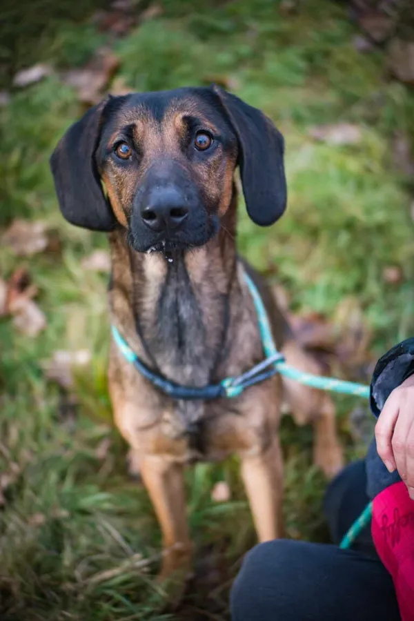 Pies do adopcji, Jelenia Góra, 25 grudnia 2023 (1/4)