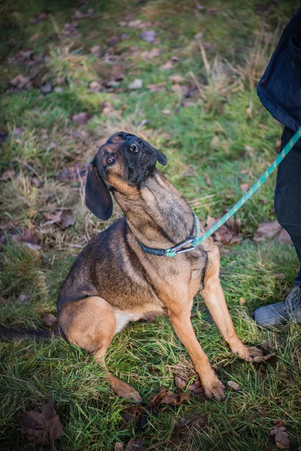 Pies do adopcji, Jelenia Góra, 25 grudnia 2023 (3/4)