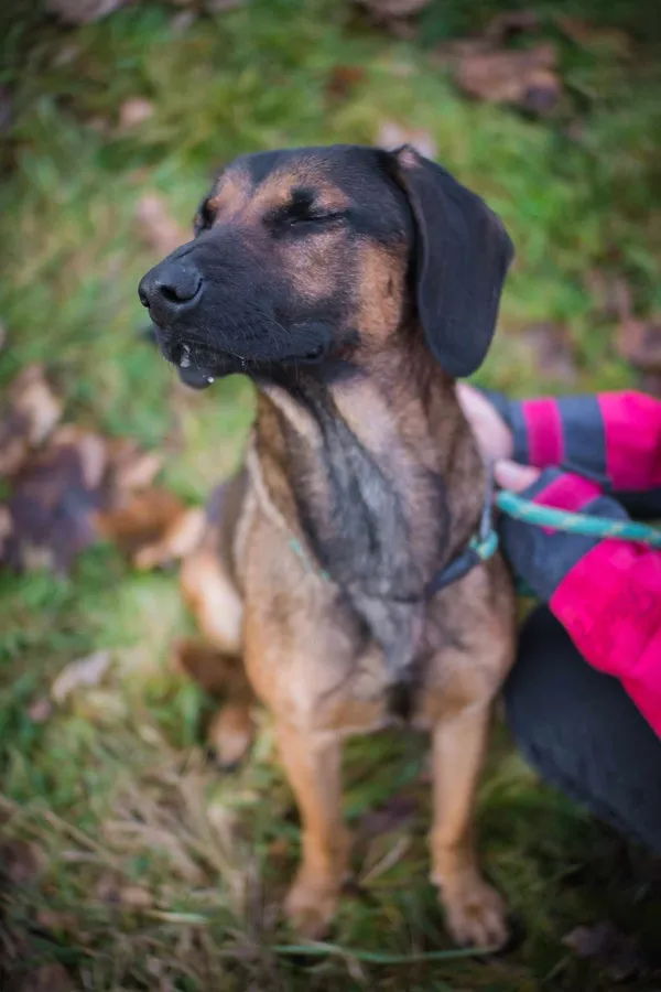 Pies do adopcji, Jelenia Góra, 25 grudnia 2023 (4/4)